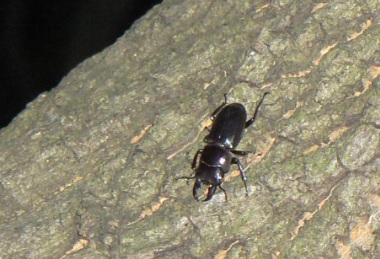 大木クヌギ_右の太い枝_ヒラタクワガタ31mmの♂_2021年6月10日20時5分頃 気温25度